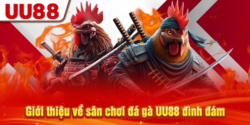 Giới thiệu về sân chơi đá gà UU88 đình đám